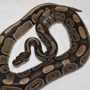 Normal Female #4