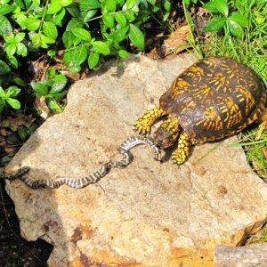 Eastern Box Turtle eating a djj python hatchling