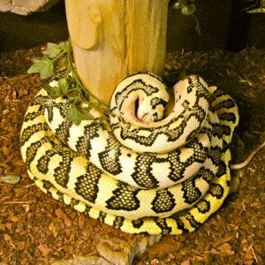 Gamma eating a rat