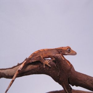 hatchling crestie