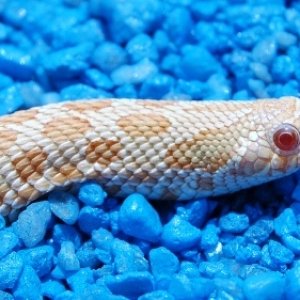 Albino Pos Snow