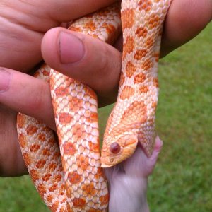 Ext Red Albino