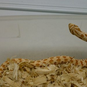 Hypo