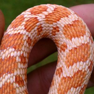 Ext red Albino