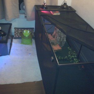 My current reptile room