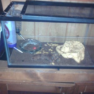 Mouse Tank