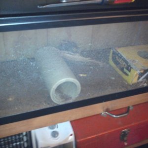 Rat Tank