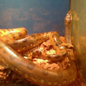 Anaconda