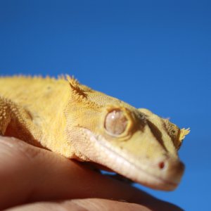 reptar