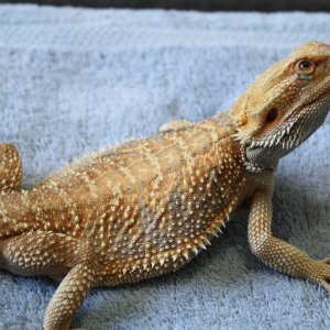 sebastian