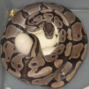 vpi axanthic x wc axanthic