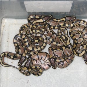 vpi axanthic x wc axanthic
