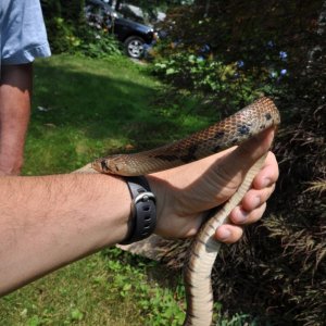 Female Black Tail