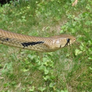 Male Black Tail