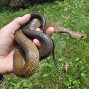 Male Black Tail