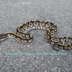 SD2011-3 Mojave