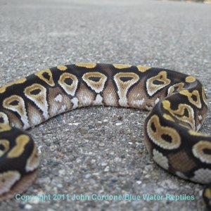 SD2011-3 Mojave