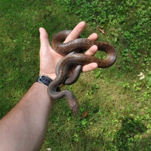 Female Black Tail