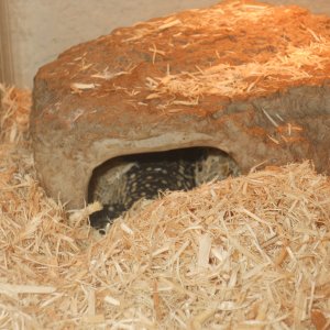 B&amp;W and red hybrid tegu