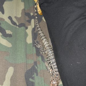 B&amp;W and red hybrid tegu