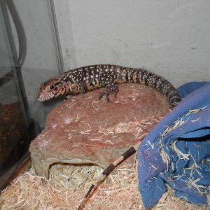 B&amp;W and red hybrid tegu