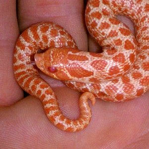 Albino Hog