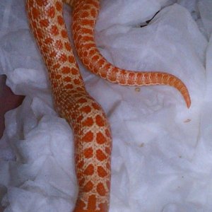 Albino Hog