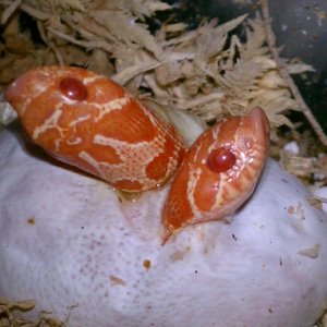 Albino Twins
