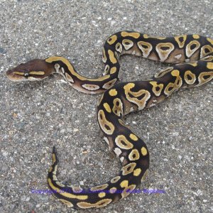 SD2011-3 Male Mojave Ball Python