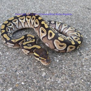 SD2011-5 Male Mojave Ball Python