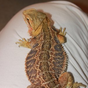 Freddie