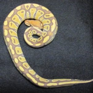 11-06-07b