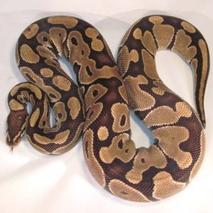 Het Albino Breeder