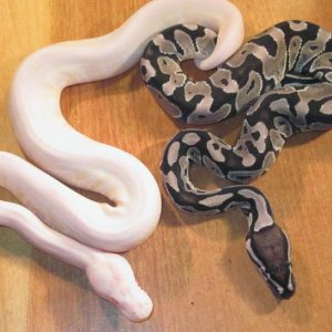 Silver Faded Albino Clutch 2