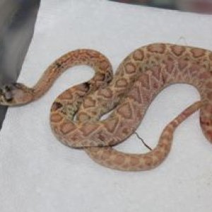 Calico Albino Eastern Diamondback