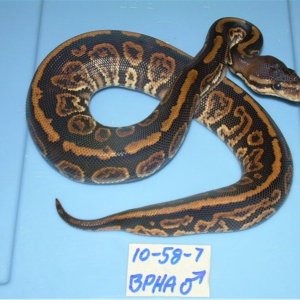 black_pastel_het_albino