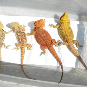 FOR SALE 5 QUALITY BEARDED DRAGONS