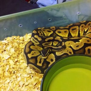 MY FEMALE PASTEL FOR SALE