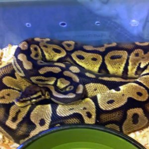 MY PASTEL FOR SALE