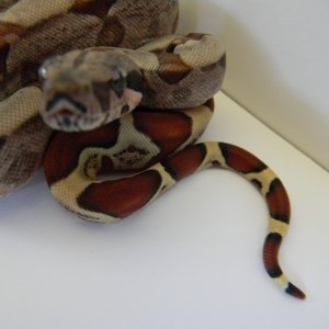 BABY SURINAM/sunglow's