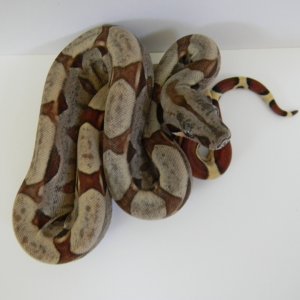 BABY SURINAM/sunglow's