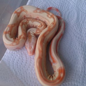 albino jungle