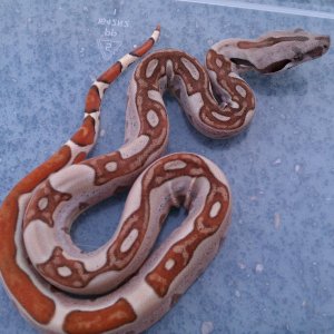 hypo jungle het albino top notch