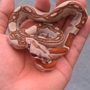 hypo jungle het albino top notch