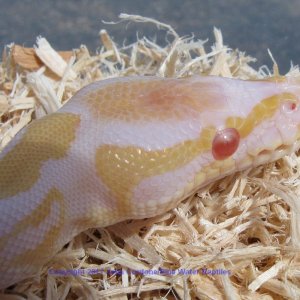Yoshi