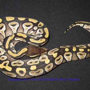 SD2011-5 Updated Photo