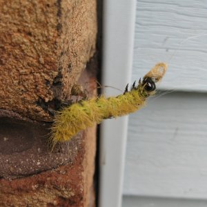 Caterpillar took a wrong turn
