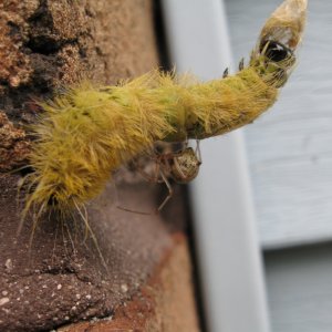 Caterpillar took a wrong turn