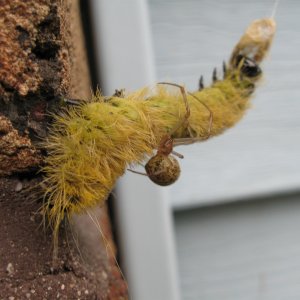 Caterpillar took a wrong turn