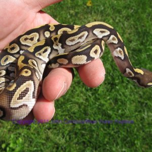 AB2011-7 Mojave Male